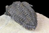 Minicryphaeus Trilobite - Tafraoute, Morocco #138973-5